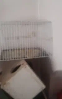 قفس