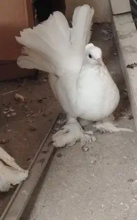 کبوتر دم چتری بالغ و جوجه