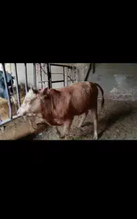 گوساله  سیمین  تال
