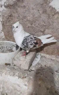 پلنگ پرشتی خوشتیپ