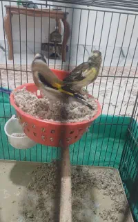 ماده قناری جفت قناری با سهره آماده شکم کوزه ای