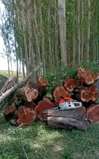 خرید و فروش انواع چوب.