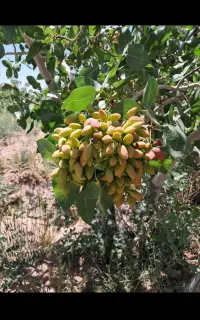 کارگر اتباع