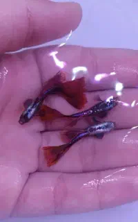 گوپی زبرا کالر پلاتی فایتر کوریدوراس