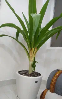 گل سوسون عنکبوتی