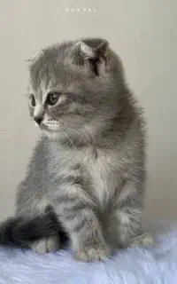 بلو گلد نمک نژاد اسکاتیش