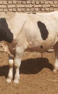 گوساله نر