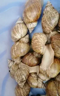 حراج حلزون