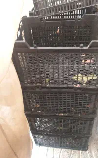سبد میوه صندوق