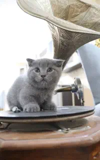 گربه واگذاری