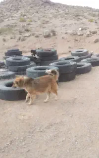 سگ ...
