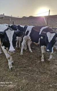 گوساله