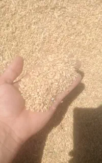 گندم