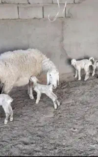 میش چهار قلوزا