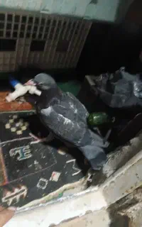 کبوتر گم شده