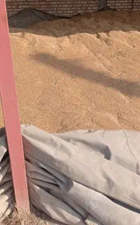 گندم بذری کلاته بوجاری شده درجه یک