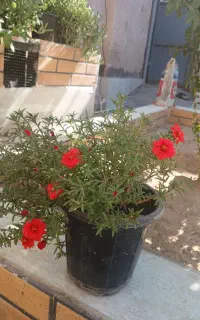 گل آلورا. ناز آفتابی. یخ