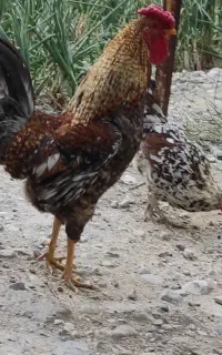 خروس چهل تاج قدبلند