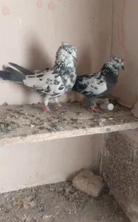 کبوتر