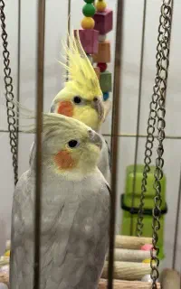 جفت عروس هلندی