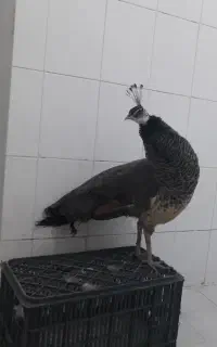 طاووس ماده