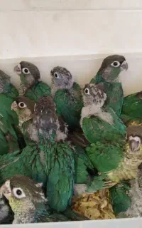 طوطی (گرینچیک)سرلاکی تا دونه خور (تراکوییس)