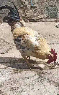 خروس جوان