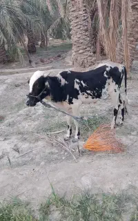 گاو