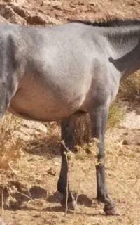 قاطر
