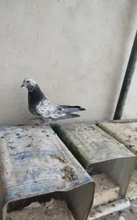 کبوتر