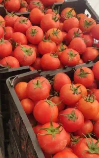 فروش گوجه ربی