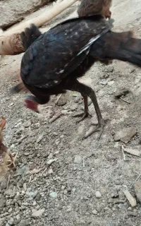 بوقلمون