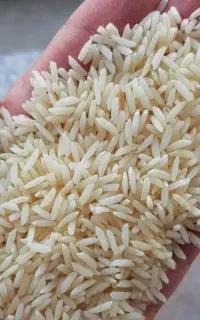 برنج دم سیاه