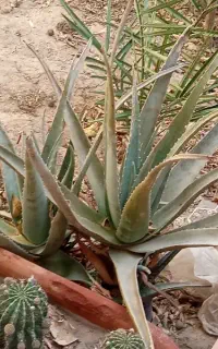 گل الورا باپاجوش بزرگ سرحال معاوضه دارم باگلدان نو