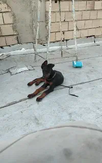 توله دوبرمن اصل