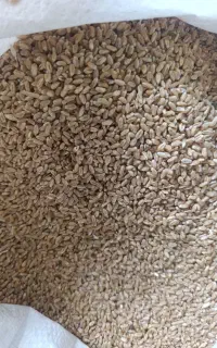 فروش گندم دشتروم به صورت عمده‌ای