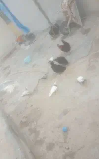 فروش مرغ مهلی