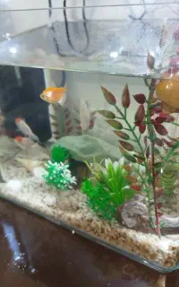 اکواریوم شیشه خم نونو 30*24*24