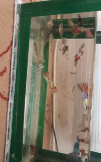 ماهی‌گوپی