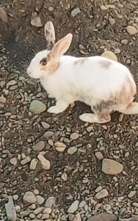 خرگوش