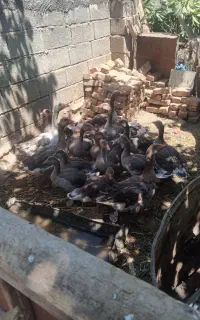 غاز نر و ماده