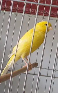 قناری نر مست