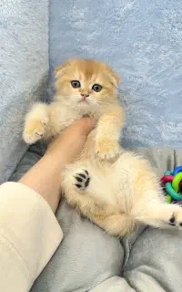 بچه گربه اسکاتیش فولد گلد ny12