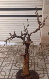 درخت پرنده