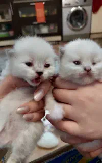 بچه گربه نژاد