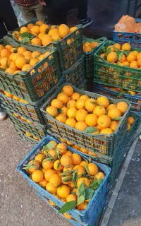 فروشنده ماهر برای میوه فروشی