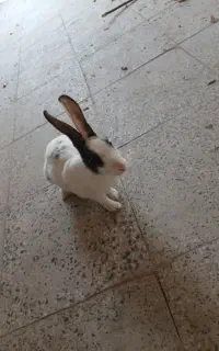 خرگوش