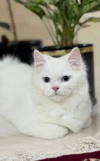 گربه خاکستری و سفید نژاد دار