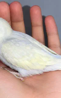 جوجه مرغ عشق رنگین کمونی کمیاب رام نر دستی