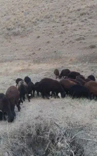 بره دشتی فروشی تعداد ۲۰ راس